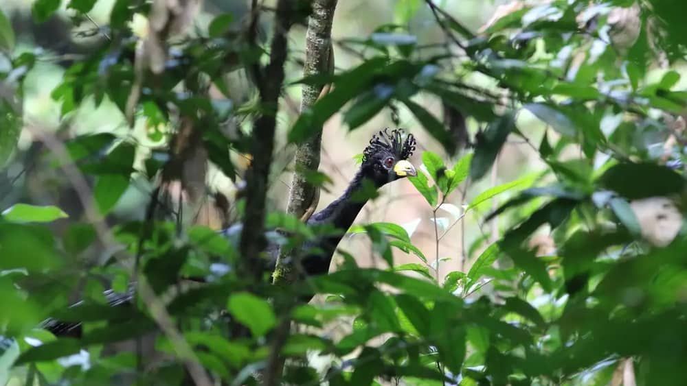 Ave ameaçada de extinção desaparecida há 40 anos é encontrada por pesquisadores