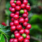 Pesquisadores mineiros descobrem composto que pode revolucionar uso das folhas de café; entenda