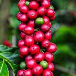 Pesquisadores mineiros descobrem composto que pode revolucionar uso das folhas de café; entenda
