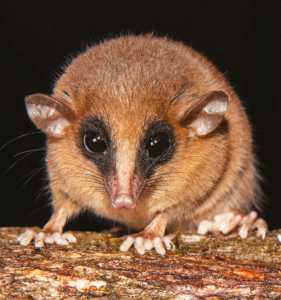 Pesquisadores descobrem nova espécie de marsupial em área remota da Amazônia peruana.