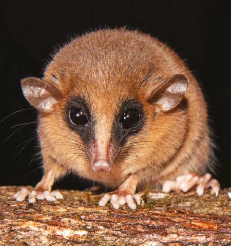 Pesquisadores descobrem nova espécie de marsupial em área remota da Amazônia peruana.