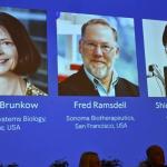 Pesquisas sobre tolerância imunológica periférica rendem Nobel de Medicina a trio dos EUA