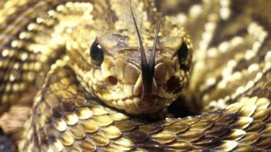 Pessoas picadas por cobras devem procurar atendimento médico imediatamente, diz médico