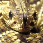 Cascavel, coral e jararaca: Pronto-Socorro de BH atende 78 pacientes de picada por mês