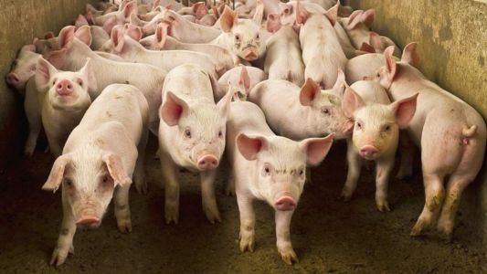 Peste Suína é uma doença erradicada desde 1984