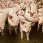 Barcelona, na Espanha, fecha parque após detectar caso de peste suína africana