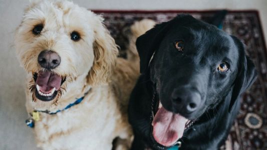 Quase 5 milhões de pets estão em situação de vulnerabilidade no Brasil | CNN Brasil