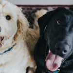 Lula lançará RG para cães e gatos; saiba detalhes