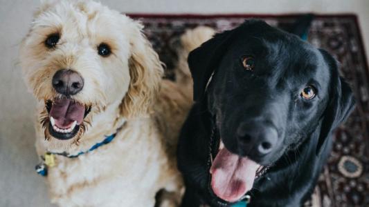 Quase 5 milhões de pets estão em situação de vulnerabilidade no Brasil | CNN Brasil