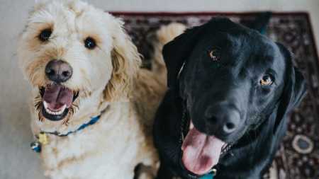 Quase 5 milhões de pets estão em situação de vulnerabilidade no Brasil | CNN Brasil
