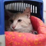 Animais também estão sujeitos a estresse devido às altas temperaturas