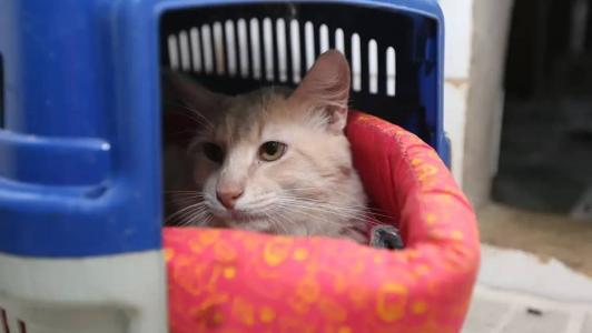 Diante de desconforto ou percepção de que seu pet não está bem, a recomendação é procurar um veterinário
