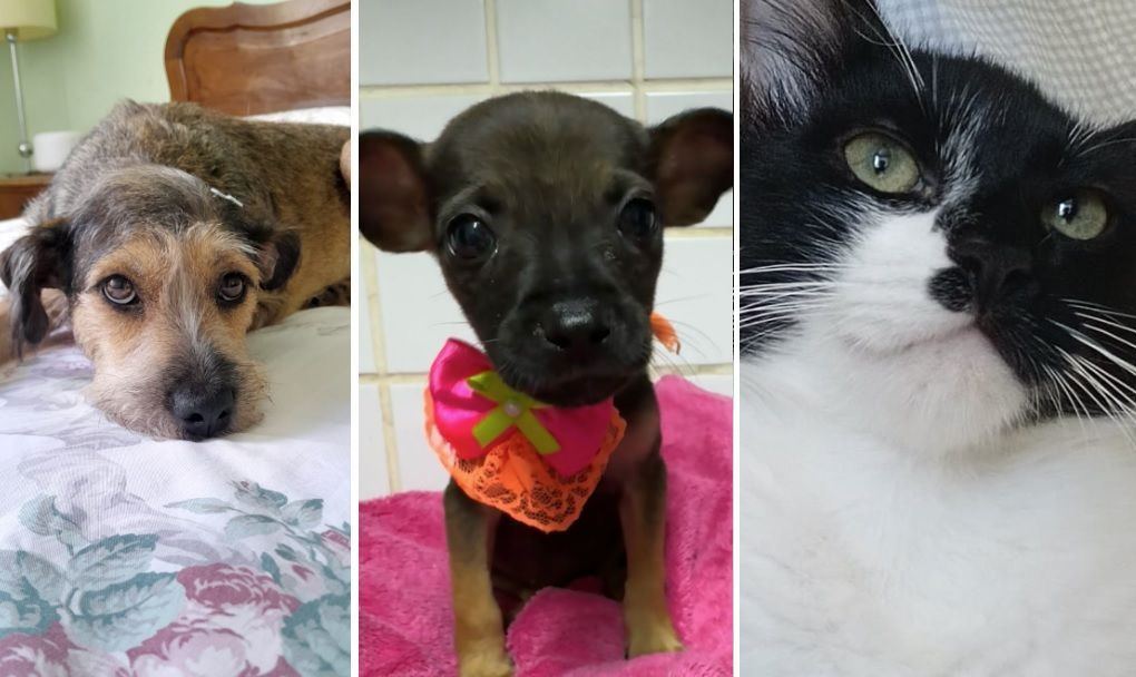 Evento de adoção de cães e gatos ocorre em BH neste sábado (29); veja horário e local