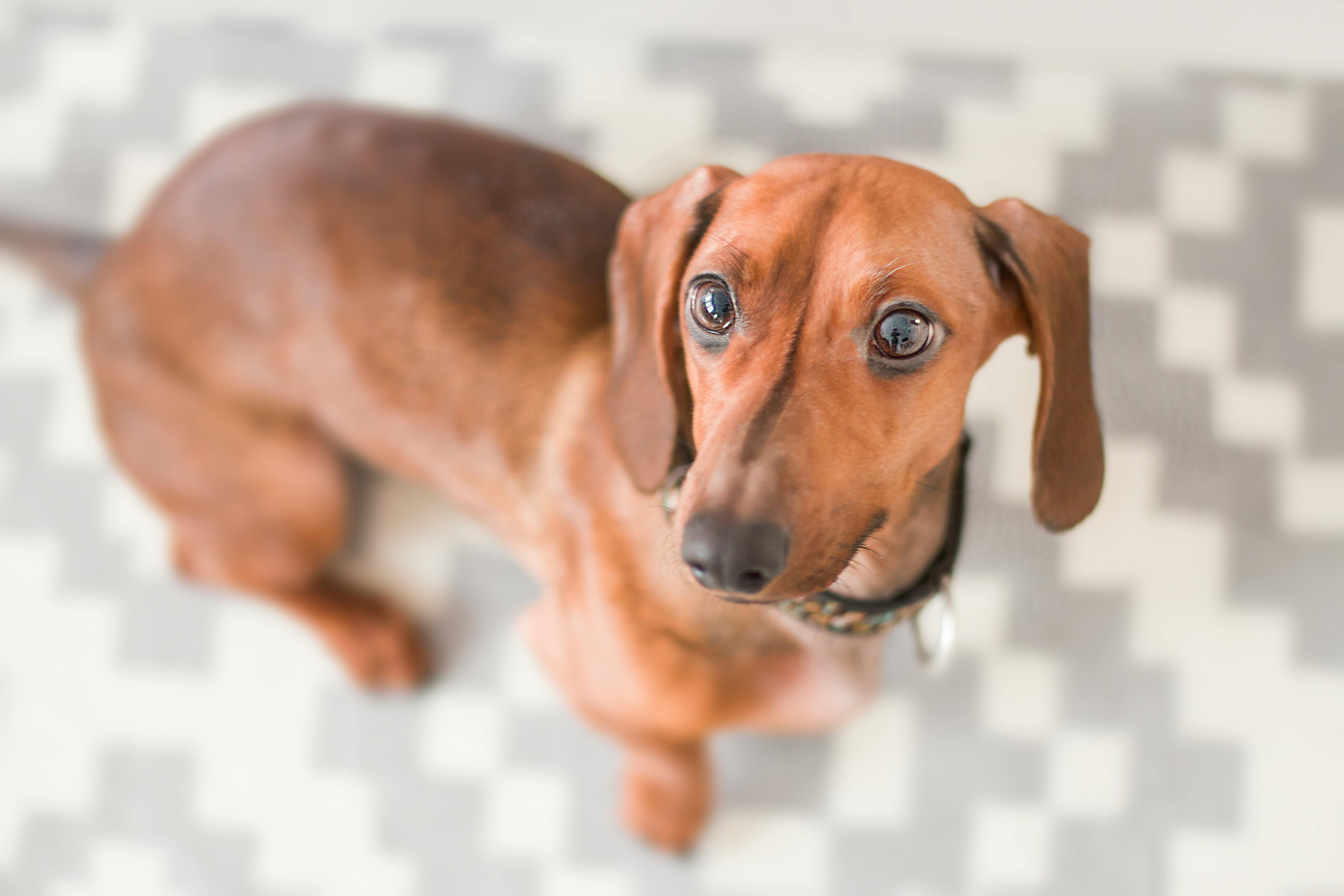A ergonomia dos cães ‘salsicha’ exige adaptações em casa e colo adequado; saiba mais