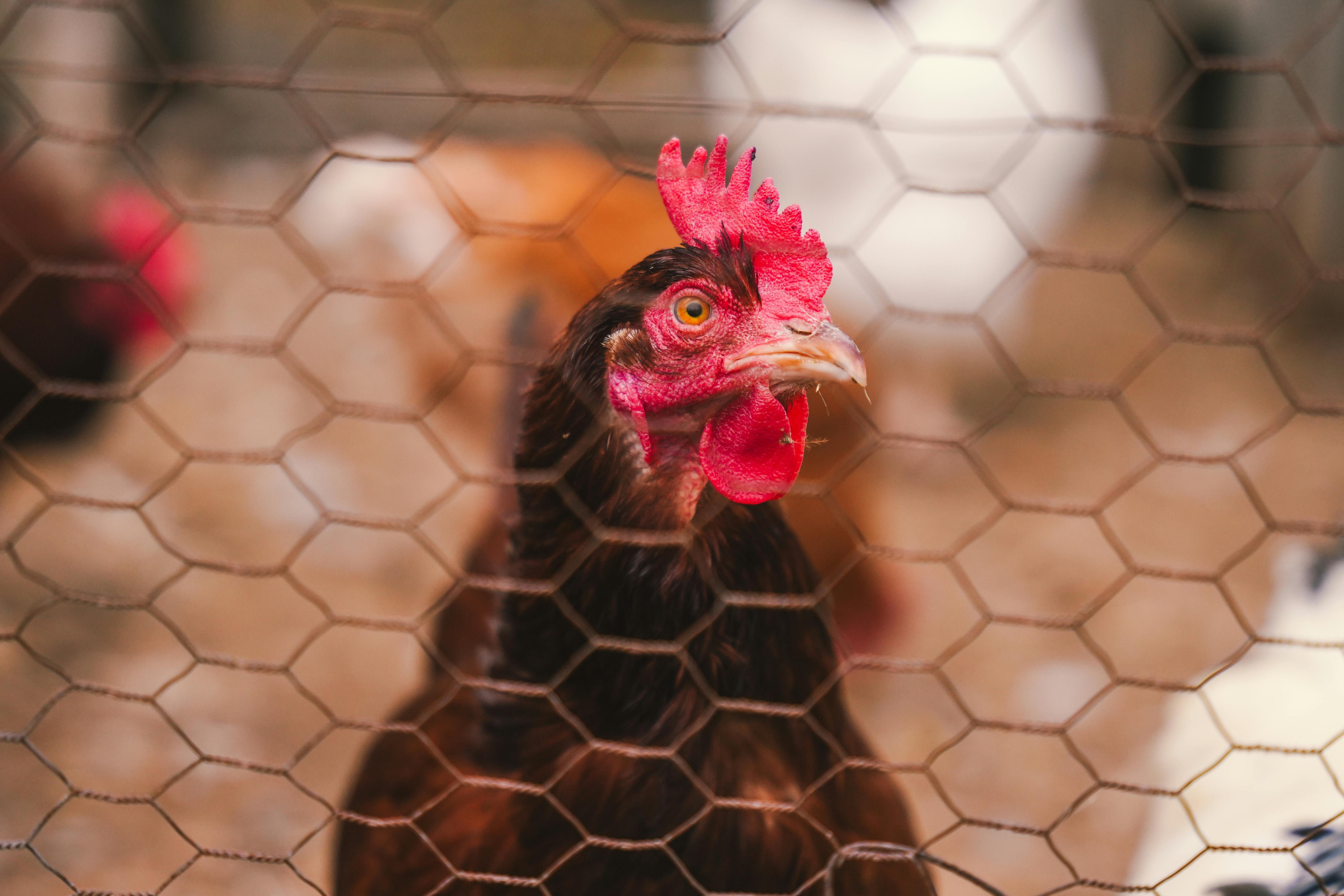 IMA aperta cerco a criatórios de aves para consumo próprio e de produção industrial; entenda