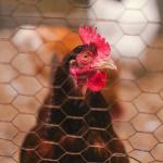 IMA aperta cerco a criatórios de aves para consumo próprio e de produção industrial; entenda