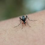 Infestação de Aedes Aegypti tem queda em Montes Claros