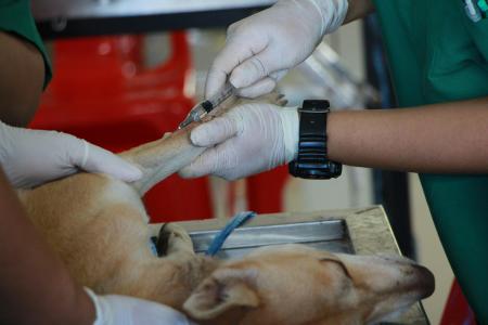 Cachorro recebendo vacina contra Leishmaniose