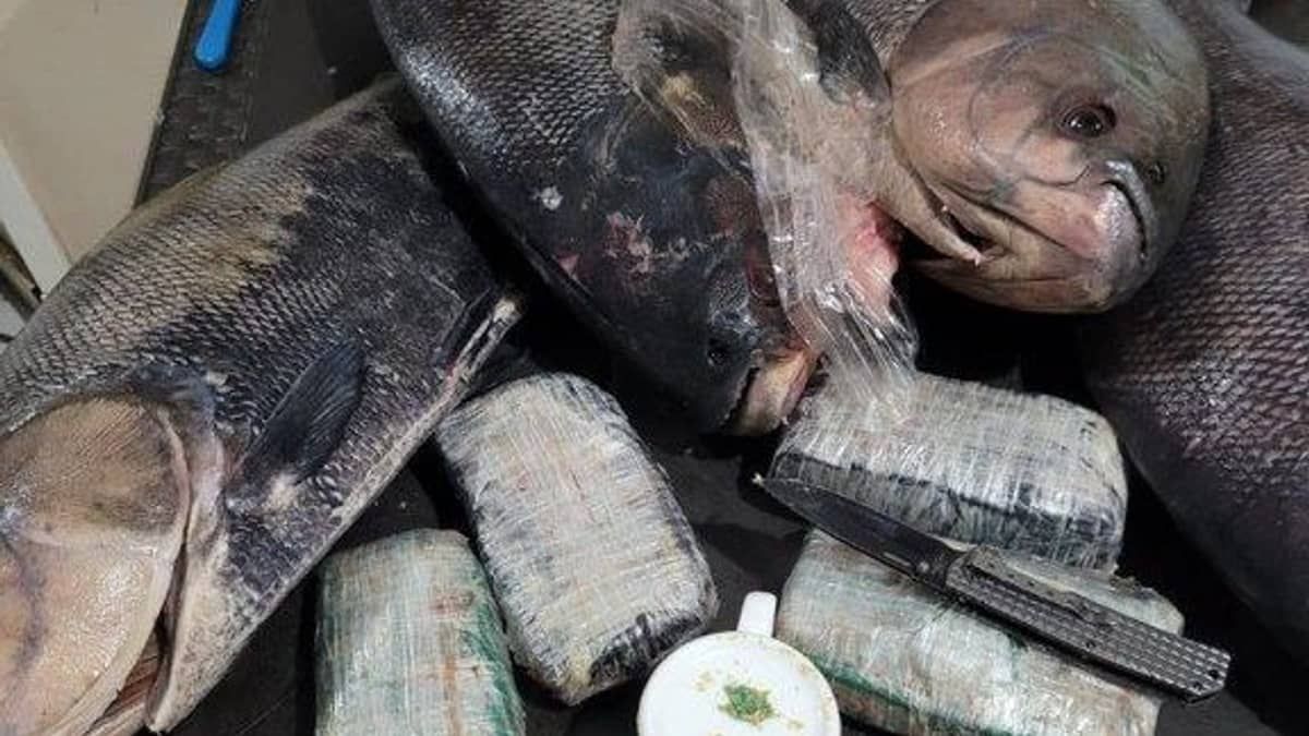 PF apreende cocaína dentro de peixes congelados no Amazonas  