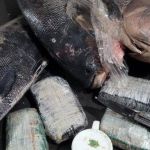 PF apreende cocaína dentro de peixes congelados no Amazonas  