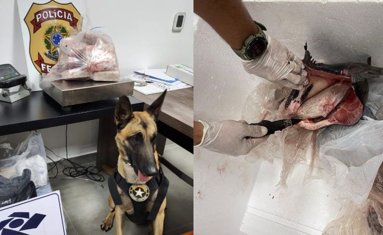 Quase 6 kg de 'supermaconha' é apreendida dentro de peixes congelados em aeroporto