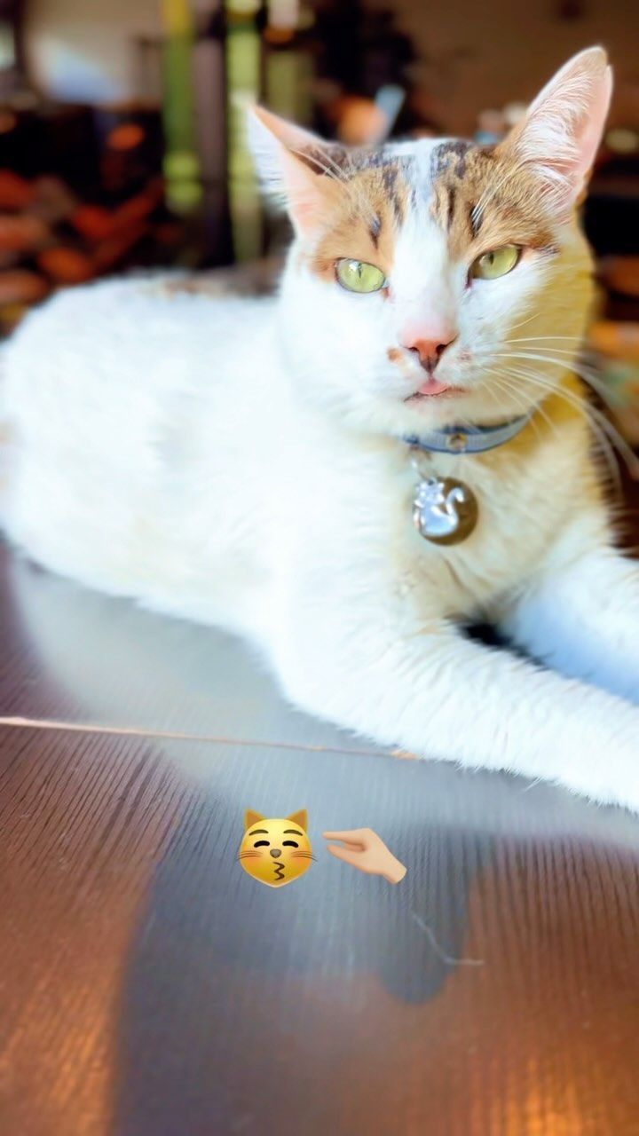 Gato salva gata ao atacar cachorro com golpe inusitado; entenda