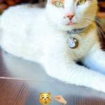 Gato salva gata ao atacar cachorro com golpe inusitado; entenda