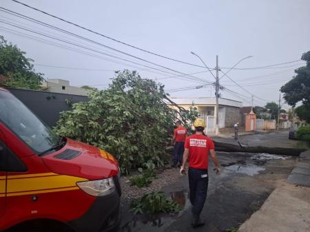Chuva causou quedas de árvores