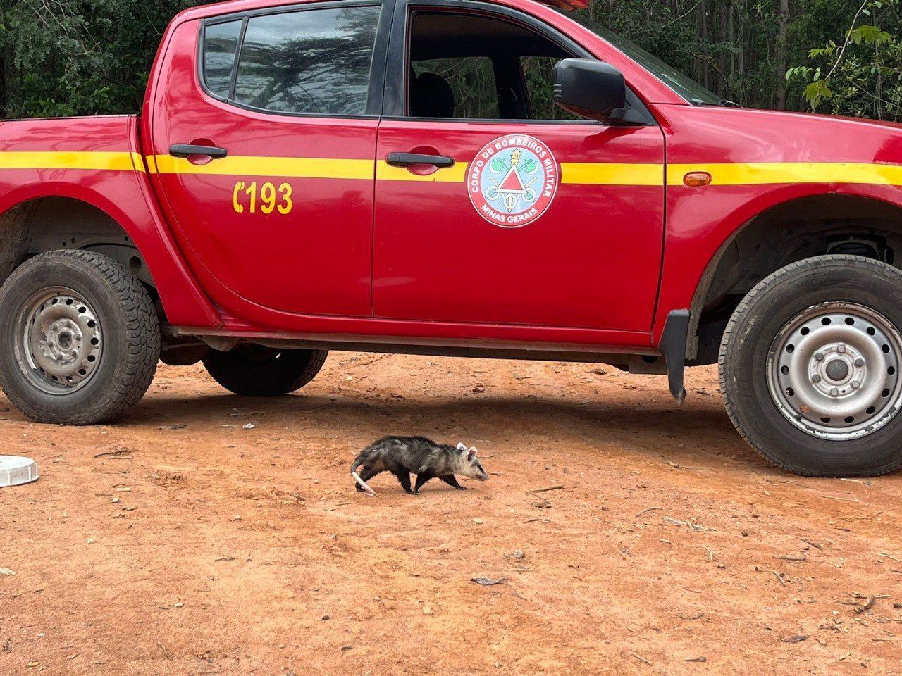 Filhote de gamba é resgatado de árvore em MG; veja fotos