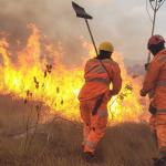Incêndios em MG: Bombeiros registram quase 500 queimadas em vegetação neste final de semana
