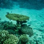 Quase 1 milhão de ovos de 50 cm encontrados perto de vulcão submarino que vai revolucionar o mundo