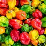 Alergia a pimenta: por que o alimento é tão alérgico? Médica explica problemas de saúde causados ao cheirar ou ingerir