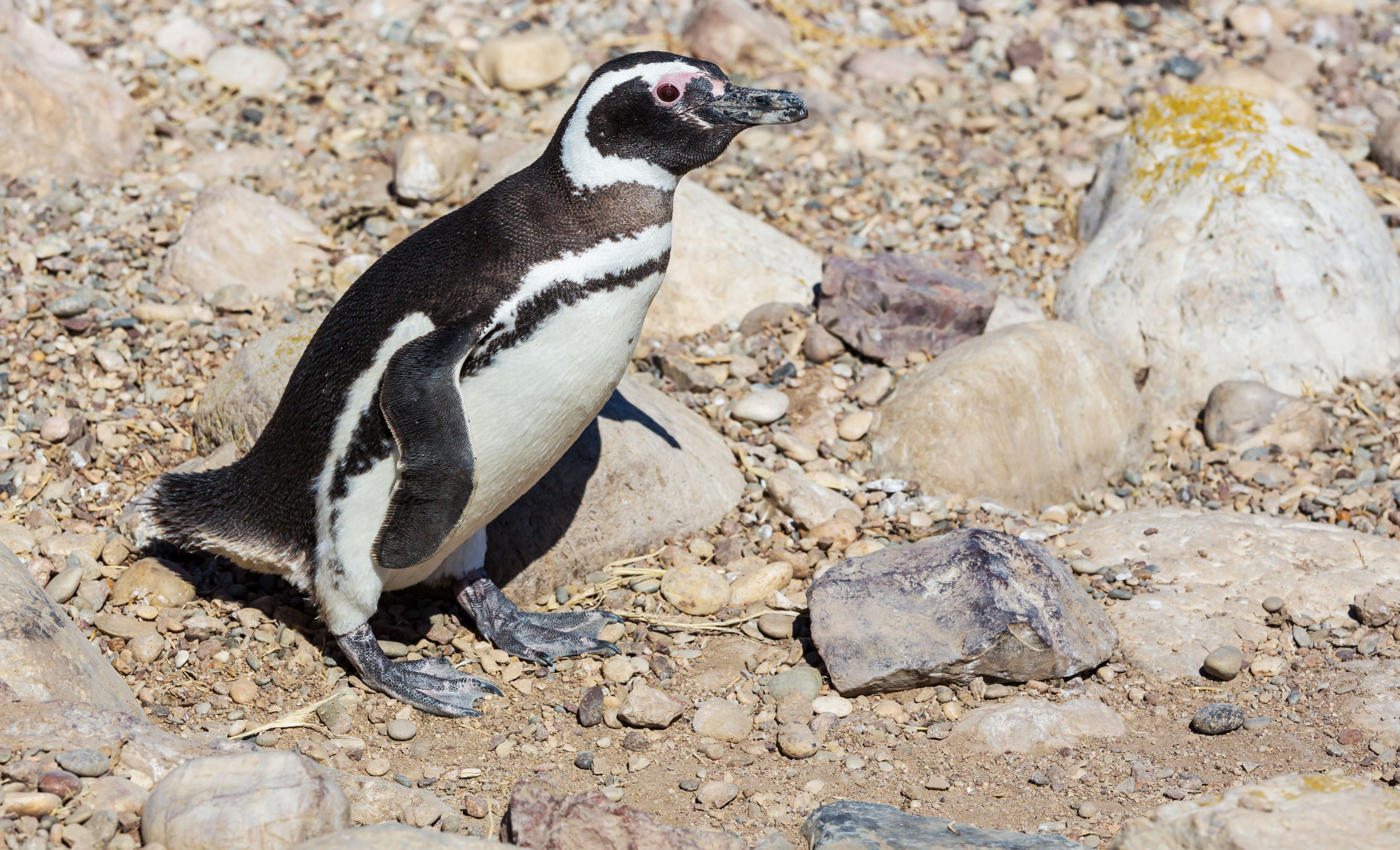 Pecuarista é condenado à prisão por matar mais de 100 pinguins na Argentina