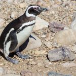 Pecuarista é condenado à prisão por matar mais de 100 pinguins na Argentina