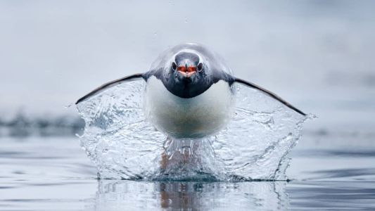 Pinguim 'voador'