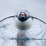 Pinguins aéreos e peixe-lagarto estão entre os finalistas do prêmio internacional de fotografia oceânica; veja imagens 