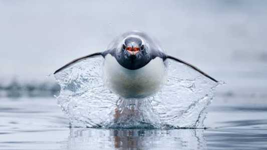Pinguim 'voador'