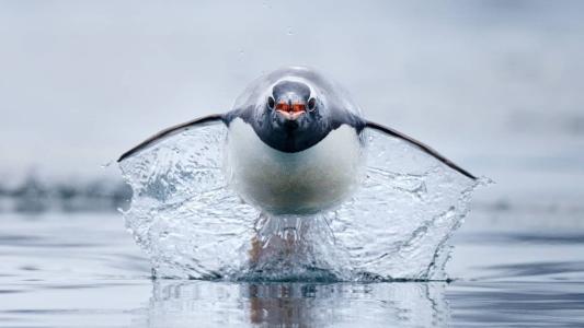Pinguim 'voador'