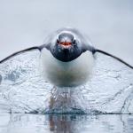 Pinguins aéreos e peixe-lagarto estão entre os finalistas do prêmio internacional de fotografia oceânica; veja imagens