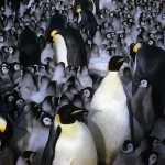 ‘Segredos dos Pinguins’: documentário inédito chega ao Disney+ em abril