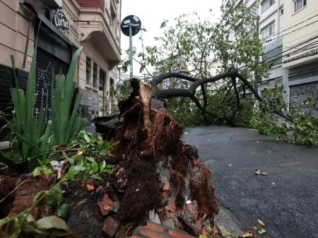 Vendaval pode derrubar árvores em Minas