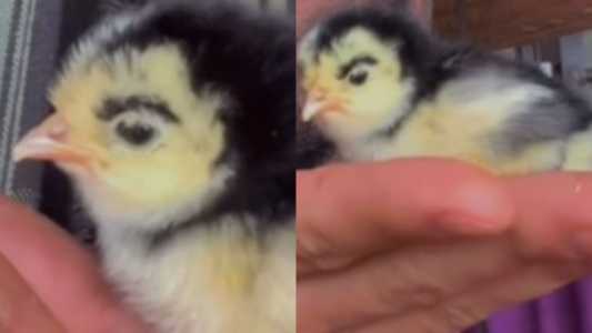 pintinho-com-sobrancelha