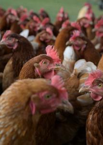 O Brasil ocupa a posição de principal fornecedor de carne de frango para o mercado chinês.