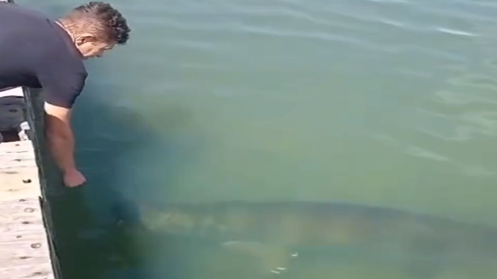 Vídeo que mostra pirarucu gigante no Lago Paranoá, em Brasília, viraliza na internet