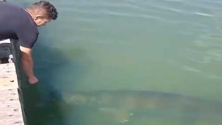 Foto mostra homem se aproximando de pirarucu gigante no Lago Paranoá, em Brasília