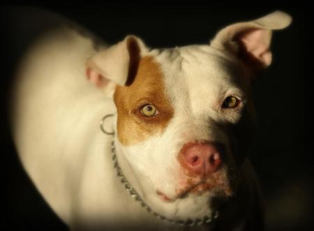 Vítima caminhava pela rua quando foi surpreendida pelo animal