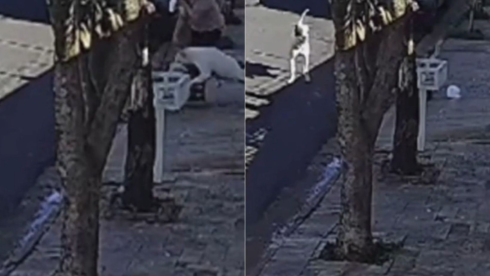 Idosa de 79 anos leva 50 pontos no rosto após ser atacada por pit bull no interior de SP; veja vídeo