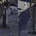 Idosa de 79 anos leva 50 pontos no rosto após ser atacada por pit bull no interior de SP; veja vídeo