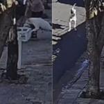 Idosa de 79 anos leva 50 pontos no rosto após ser atacada por pit bull no interior de SP; veja vídeo