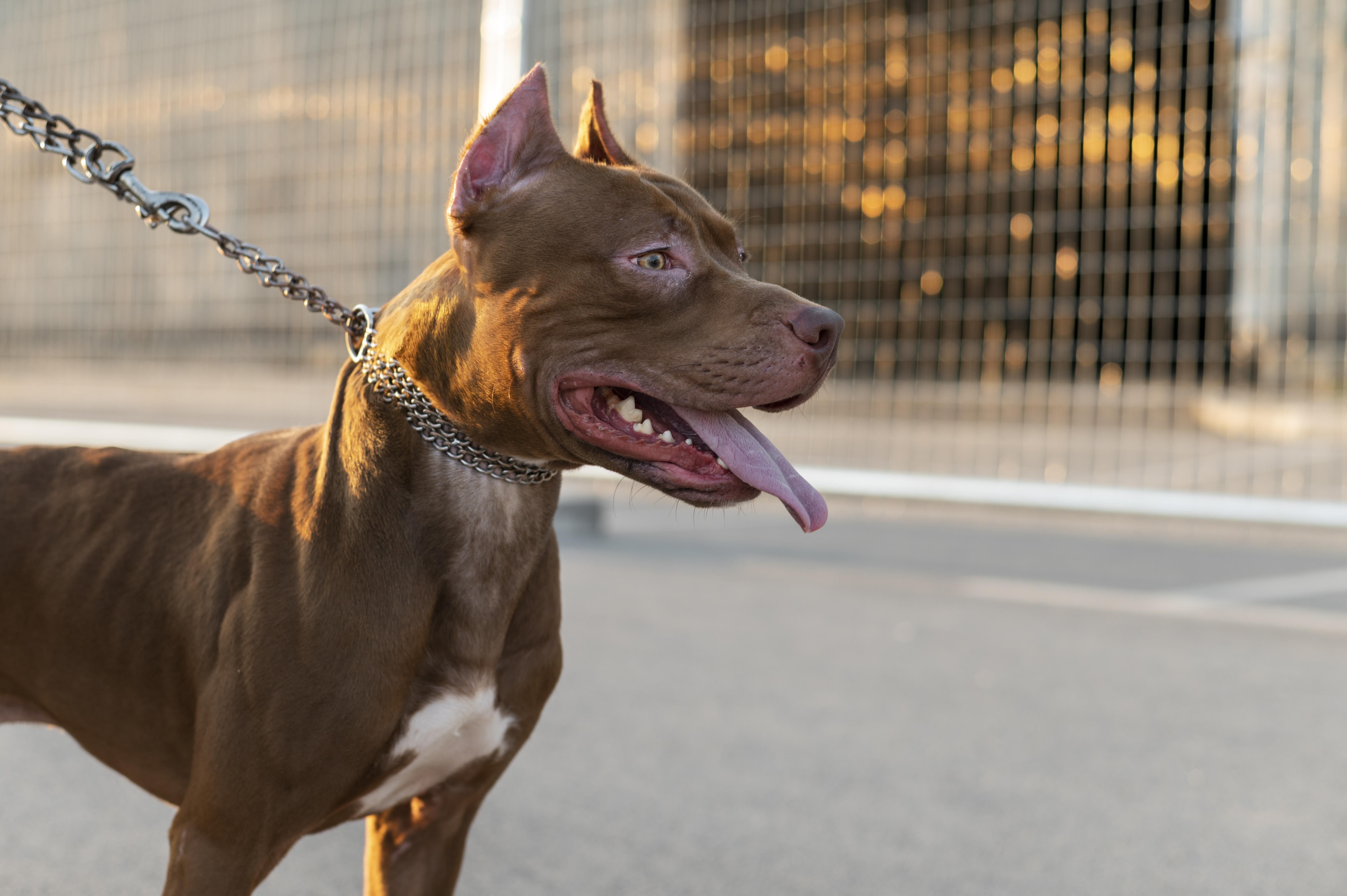 Idoso de 65 anos é atacado por Pitbull durante festa infantil em BH e cão é morto em seguida